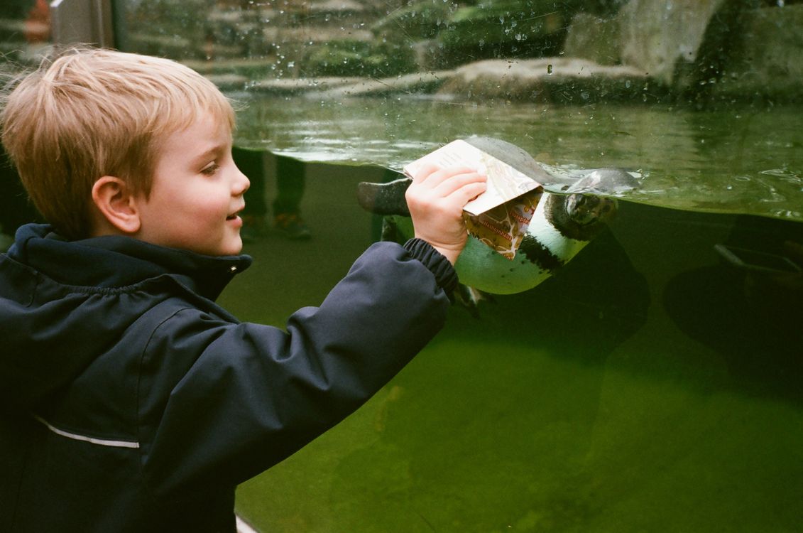 Jongen kijkt naar een pinguïn achter het glas van een dierentuin